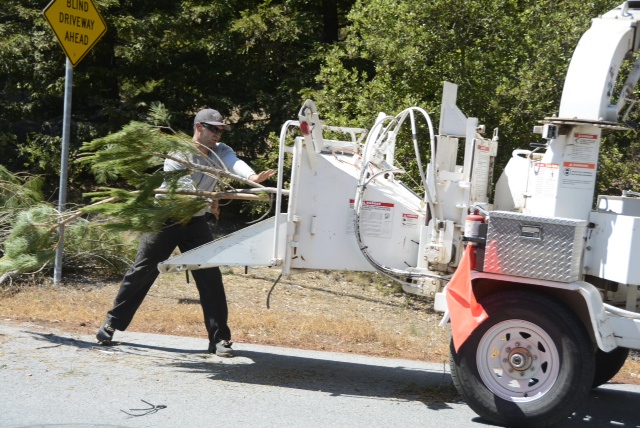 Worker putting a tree in a chipper