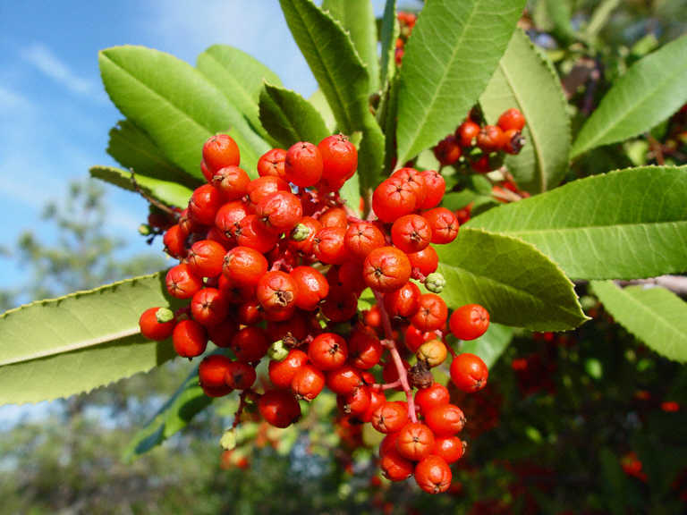 Native Shrub Toyon