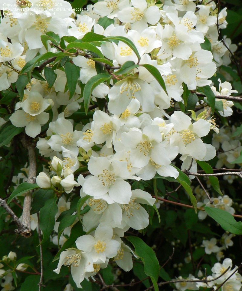 Mock orange Philadelphus lewisii