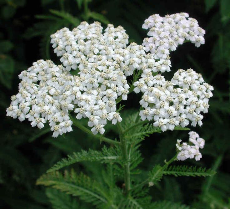 Yarrow Achillea millefolium