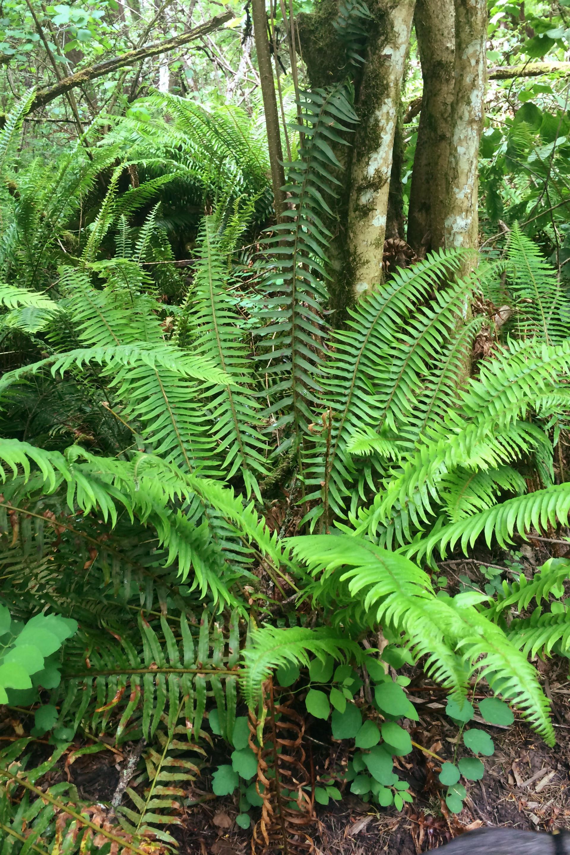 Western sword fern Polystichum munitum