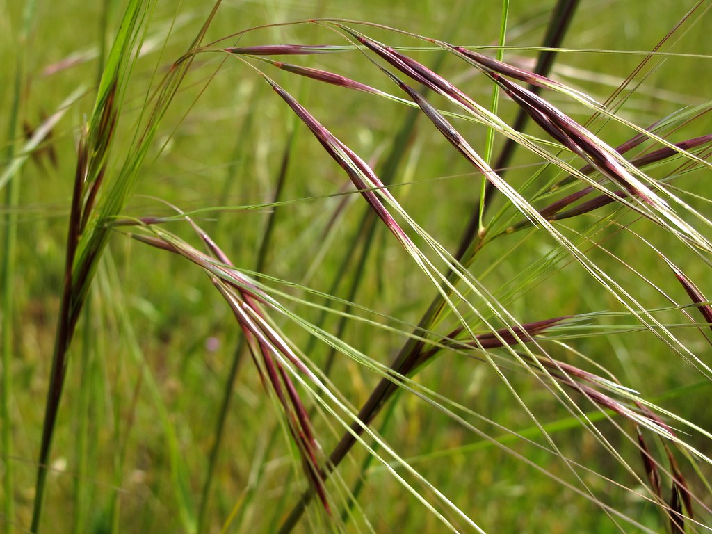 Purple needlegrass Nassella pulchra