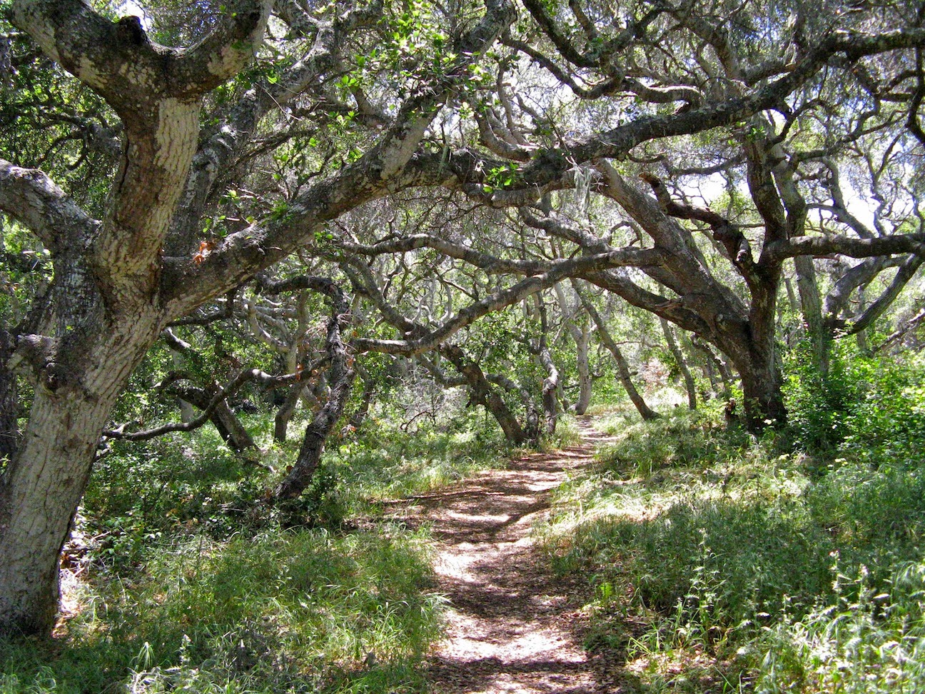 Coast live oak Quercus agrifolia