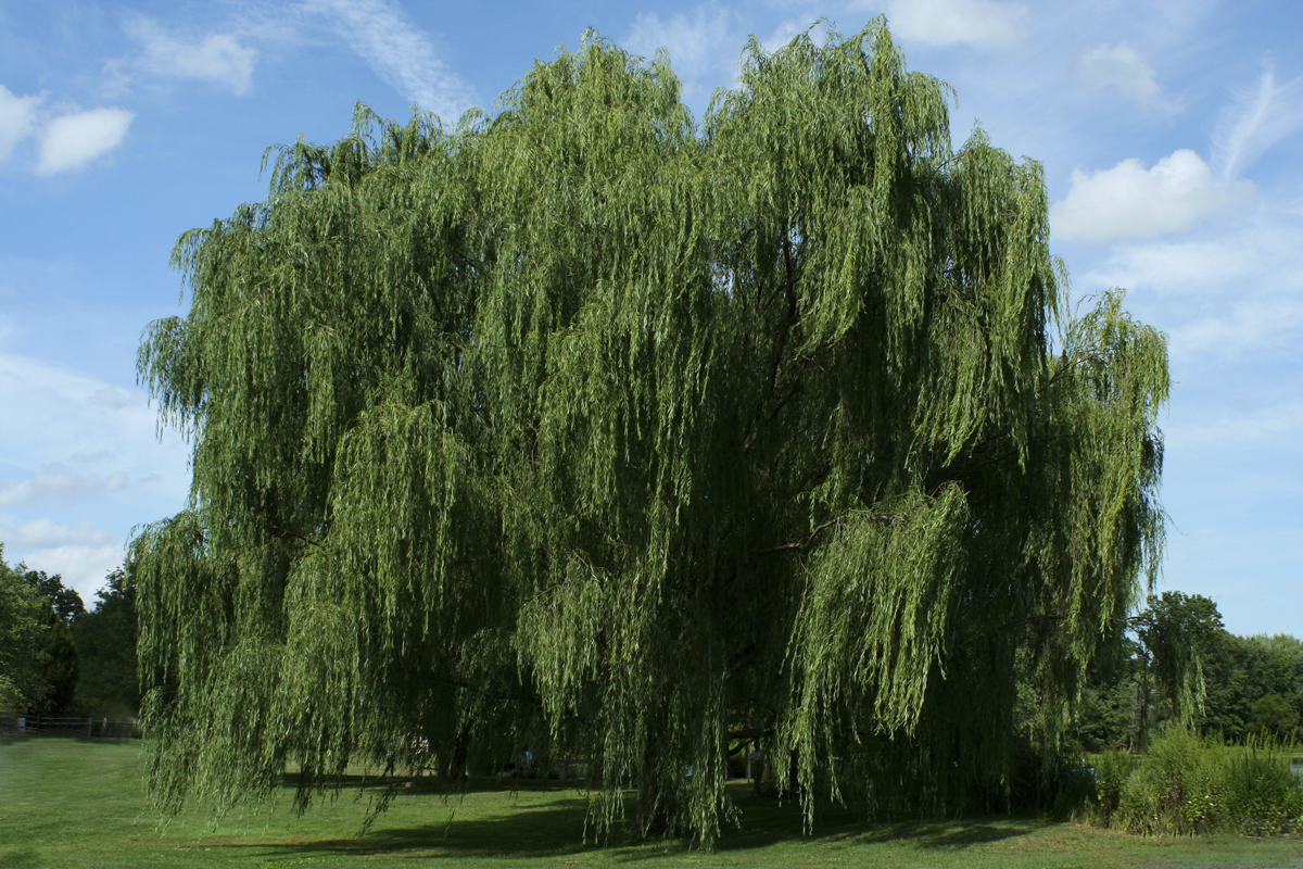 Willows Salix spp.